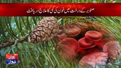 anemia treatment food vegetarian in urdu