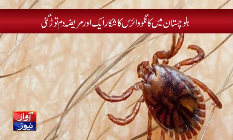 National News in Urdu